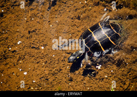 Chrysemys Picta gemalt Schildkröten in den Great Swamp New Jersey New York USA Stockfoto