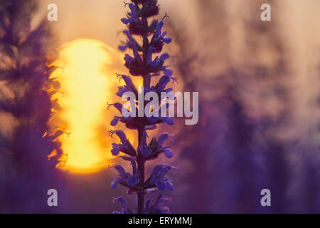 Dunklen Wald Salbei im Sonnenuntergang bokeh Stockfoto