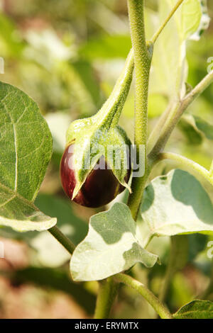 Pflanzliches; Auberginen Aubergine Brinjal Solanum Melongena auf Anlage Stockfoto