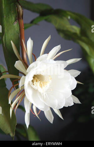 Brahma Kamal Saussurea obvallata ist eine blühende Pflanze in den Asteraceae Es ist im Himalaya und Uttarakhand Indien Asien heimisch Stockfoto