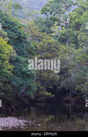 Regenwald und Creek im Großraum Daintree, Queensland, Australien Stockfoto