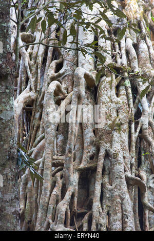 Detail der Wurzeln auf dem Curtain Fig Tree, eine riesige Würgefeige (Ficus Virens) hängen die Atherton Tablelands, Queensland, Aus Stockfoto