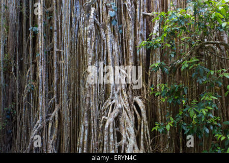 Detail der Wurzeln auf dem Curtain Fig Tree, eine riesige Würgefeige (Ficus Virens) hängen die Atherton Tablelands, Queensland, Aus Stockfoto