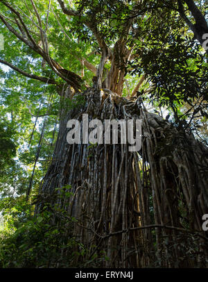 Curtain Fig Tree, eine riesige Würgefeige (Ficus Virens) auf die Atherton Tablelands, Queensland, Australien Stockfoto