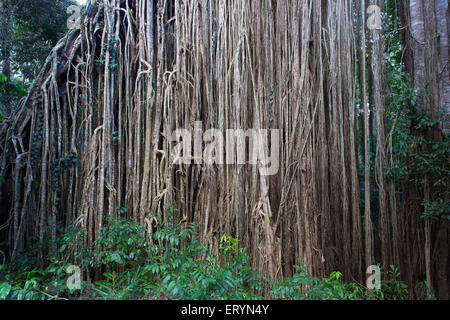 Detail der Wurzeln auf dem Curtain Fig Tree, eine riesige Würgefeige (Ficus Virens) hängen die Atherton Tablelands, Queensland, Aus Stockfoto