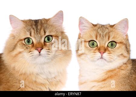 Highlander Kater und Britisch Kurzhaar Katze Stockfoto