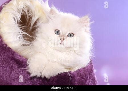 Highlander Kitten portrait Stockfoto