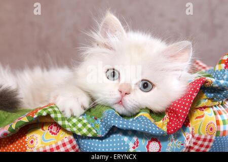 Highlander Kitten portrait Stockfoto