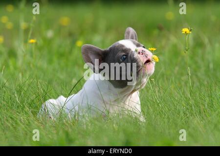 schnüffeln französische Bulldogge Welpen Stockfoto