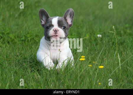 Französische Bulldogge Welpen laufen Stockfoto