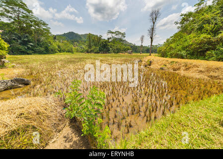 Atemberaubende Landschaft mit Reisfeldern auf die hügelige Region des Sangalla, Tana Toraja, Süd-Sulawesi, Indonesien. Weitwinkelaufnahme. Stockfoto
