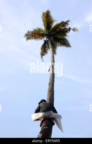 Mann aus Kokosnuss Baum Schlange Bootsrennen auf Punnamada See beobachtet; Alleppey; Alappuzha; Kerala; Indien Stockfoto