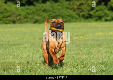 Shar-Pei zu spielen Stockfoto