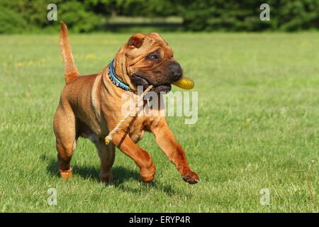 Shar-Pei zu spielen Stockfoto