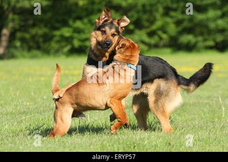 2 spielen Hunde Stockfoto