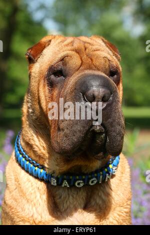 Shar-Pei-Portrait Stockfoto