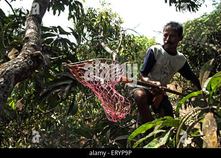 Arbeiter Alphonso-Mangos in Hof im Ortsteil Ratnagiri Velas zupfen; Maharashtra; Indien 26. April 2009 Stockfoto