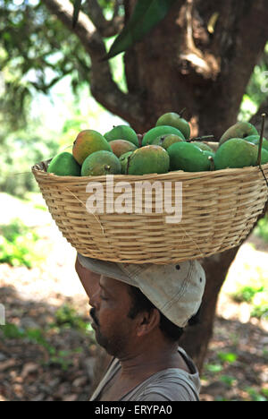 Arbeiter tragen Alphonso-Mangos in Hof im Ortsteil Ratnagiri Velas; Maharashtra; Indien 26. April 2009 Stockfoto