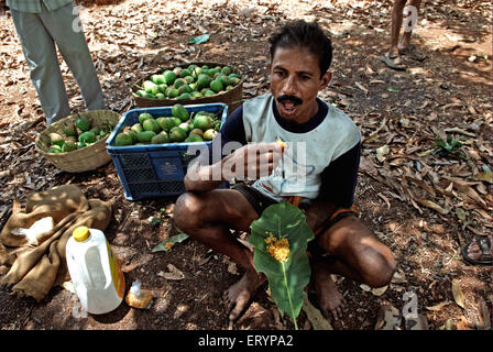 Arbeiter im Blatt am Ortsteil Ratnagiri Velas Snacks zu essen; Maharashtra; Indien 26. April 2009 Stockfoto