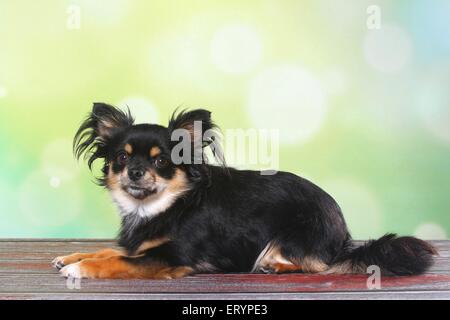 liegenden Langhaar Chihuahua Stockfoto