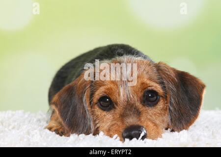 niedlicher Dackel-Mischling Welpe Stockfoto