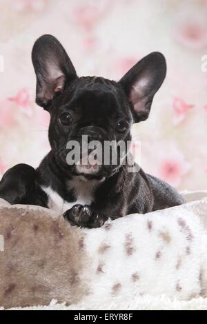 Französische Bulldogge Welpe liegend Stockfoto