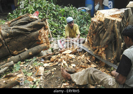 Männer schneiden gefallenen Baum mit zwei Mann Kreuzschnitt Handsäge , Bombay , Mumbai , Maharashtra , Indien , Indian gefallenen Baum , Asien Stockfoto