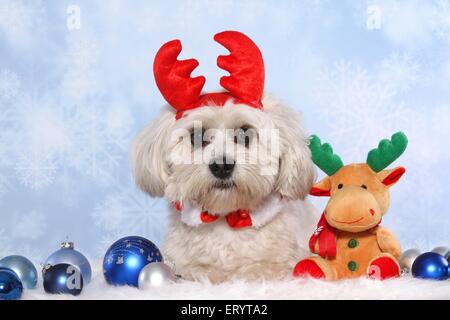 liegenden Shih Tzu Stockfoto