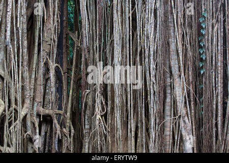 Detail der Wurzeln auf dem Curtain Fig Tree, eine riesige Würgefeige (Ficus Virens) hängen die Atherton Tablelands, Queensland, Aus Stockfoto