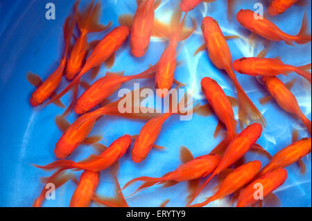 Oranda, Goldfische, Aquarienfische, Fischbecken, Carassius auratus, Fischmarkt, Galiff Street, Kalkutta, Kalkutta, Kalkutta, Westbengalen, Indien, Asien Stockfoto