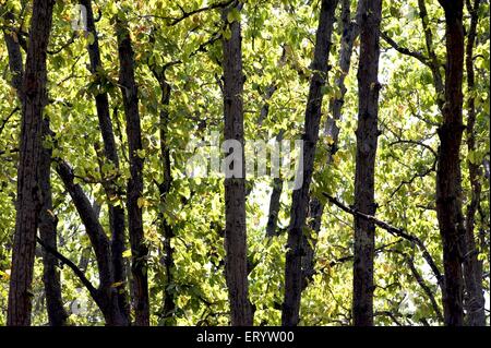 Sal Baumwald mit neuen Blättern, Shorea robusta, Sondhar Dorf, Kanha Nationalpark, Madla, Balaghat Bezirk, Madhya Pradesh, Indien, Asien Stockfoto