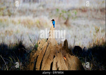 Weißer Eisvogel, Weißbrustvogel, Kanha Wildlife Sanctuary, Nationalpark, Madla Balaghat Bezirke, Madhya Pradesh, Indien, Asien Stockfoto