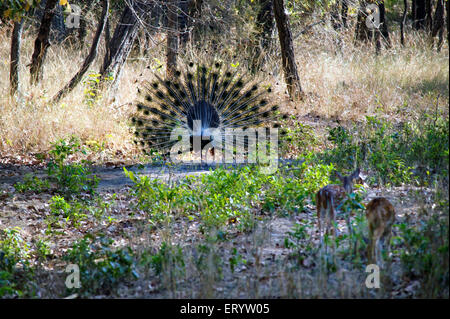 Peacock Peafowl Tanzen, pavo cristatus, Bandhavgarh Wildlife Sanctuary, Nationalpark, Garhpuri, Umaria Bezirk, Madhya Pradesh, Indien, Asien Stockfoto