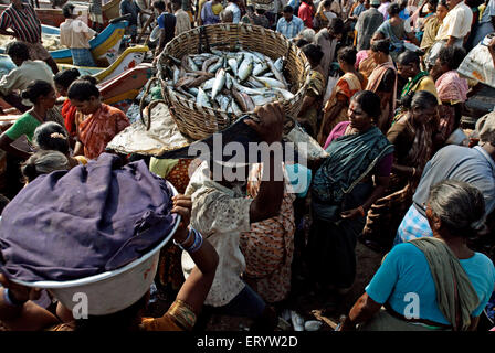 Tragen von Fischen im Rohrkorb, Kasimedu Fischmarkt, Royapuram Fischerhafen, Madras, Chennai, Tamil Nadu, Indien, Asien Stockfoto