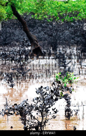 Ölpest Mangroven Schaden Verschmutzung Katastrophe, Elephanta Island, Mumbai Hafen, Bombay, Mumbai, Maharashtra, Indien, Asien Stockfoto