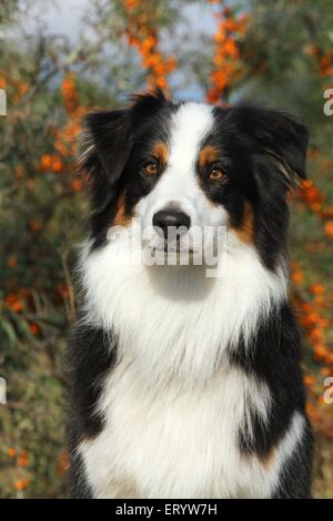Australian Shepherd-Portrait Stockfoto