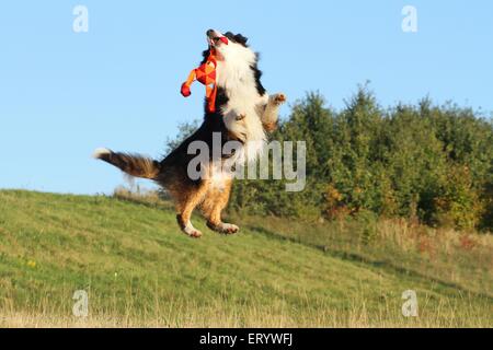Australian Shepherd springen Stockfoto