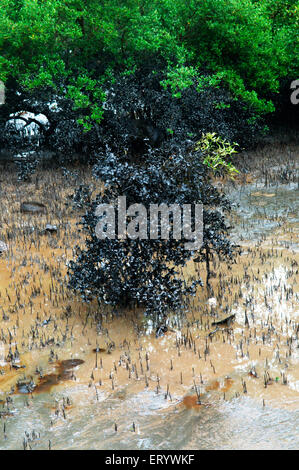 Ölpest Mangroven Schäden Verschmutzung, Elephanta Island, Mumbai Hafen, Bombay, Mumbai, Maharashtra, Indien, Asien Stockfoto