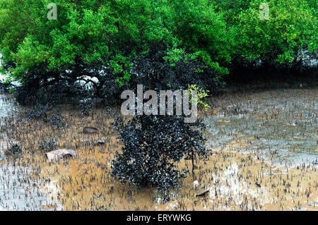 Ölpest Mangroven Schäden Verschmutzung, Elephanta Island, Mumbai Hafen, Bombay, Mumbai, Maharashtra, Indien, Asien Stockfoto