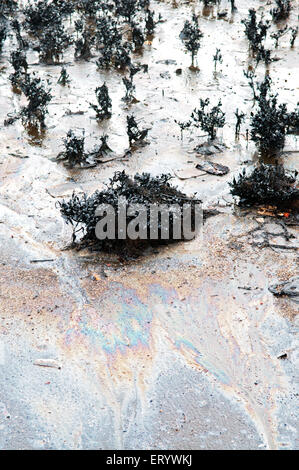 Ölpest Mangroven Schäden Verschmutzung, Elephanta Island, Mumbai Hafen, Bombay, Mumbai, Maharashtra, Indien, Asien Stockfoto