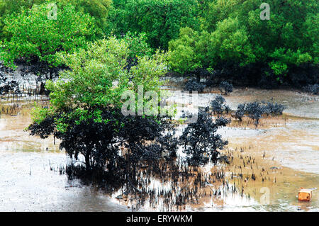 Mangroven betroffen Öl verschütten auf Elephanta Insel Bombay Mumbai Maharashtra Indien Stockfoto