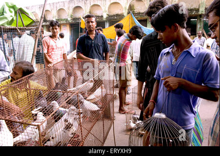 Voliere Vögel verkaufen Marktplatz Galif Street; Kolkata Kalkutta; Westbengalen; Indien Stockfoto