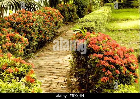 Naturparkgarten Gehweg, Kolkata , Kalkutta , Westbengalen , Indien , Asien Stockfoto