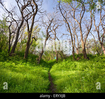 Frühling im schönen Zauberwald mit grünen Pflanzen, Bäumen und Trail Sonnenuntergang. Landschaft Stockfoto