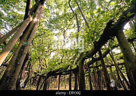 Great banyan Tree, Ficus benghalensis, Acharya Jagadish Chandra Bose, Indian Botanic Garden, Shibpur, Howrah, Kalkutta, Kolkata, Westbengalen, Indien Stockfoto