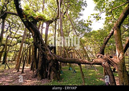 Great banyan Tree, Ficus benghalensis, Acharya Jagadish Chandra Bose, Indian Botanic Garden, Shibpur, Howrah, Kalkutta, Kolkata, Westbengalen, Indien Stockfoto