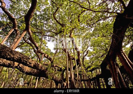 Great banyan Tree, Ficus benghalensis, Acharya Jagadish Chandra Bose, Indian Botanic Garden, Shibpur, Howrah, Kalkutta, Kolkata, Westbengalen, Indien Stockfoto