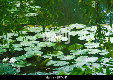 Seerosenblütenblätter, Acharya Jagadish Chandra Bose, Botanischer Garten, Botanischer Garten, Shibpur, Kalkutta, Kolkata, Westbengalen, Indien, Asien Stockfoto