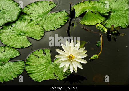 Seerosenblütenblätter, Acharya Jagadish Chandra Bose, Botanischer Garten, Botanischer Garten, Shibpur, Kalkutta, Kolkata, Westbengalen, Indien, Asien Stockfoto