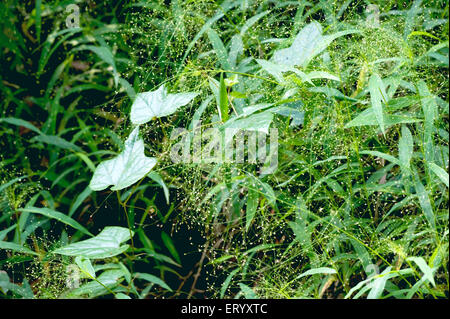 Grasblume, grüne Creepers; Kalkutta; kalkutta, Westbengalen; Indien, asien Stockfoto